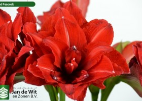 hippeastrum Red Peacock (2)